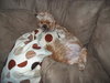 Tiffany-ADOPTED