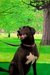 Spritely aka Sparkles-PENDING