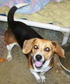 Pixie-ADOPTED-7.19.11