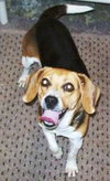 Pixie-ADOPTED-7.19.11