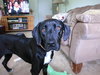 Mya-ADOPTED 05.21.11