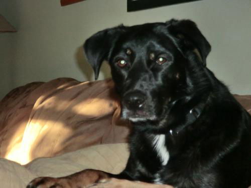 Toni - ADOPTED 07.02.11