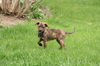 Hc Litter-Harmony - ADOPTED 05.11.11