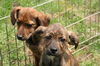 Hc Litter-Harmony - ADOPTED 05.11.11