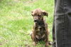 Hc Litter-Harmony - ADOPTED 05.11.11