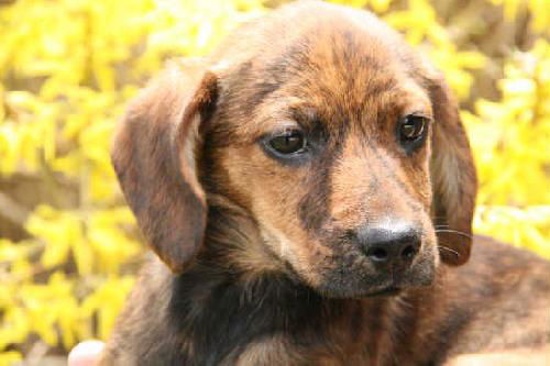 Hc Litter-Melody - ADOPTED 05.11.11