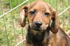 Hc Litter-Melody - ADOPTED 05.11.11