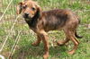 Hc Litter-Melody - ADOPTED 05.11.11