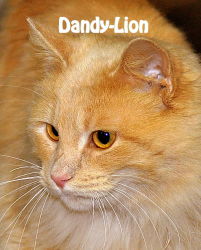 Dandy Lion - ADOPTED 07.28.13