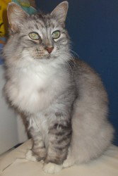 Silver - Adopted 07.28.13