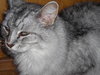 Silver - Adopted 07.28.13