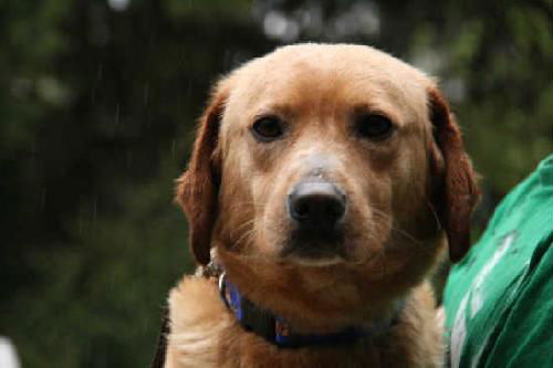 Trapper-Adopted