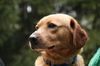 Trapper-Adopted