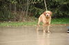 Trapper-Adopted