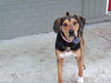 Poppy - ADOPTED 05.21.12