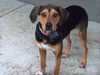 Poppy - ADOPTED 05.21.12