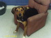 Poppy - ADOPTED 05.21.12