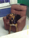 Poppy - ADOPTED 05.21.12