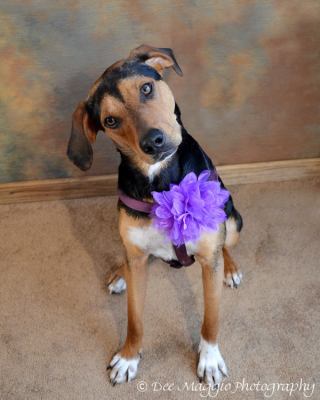 Poppy - ADOPTED 05.21.12
