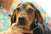 Poppy - ADOPTED 05.21.12