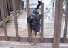 Nc Litter - Jerry Lee - ADOPTED 06.06.11