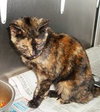 Iris - ADOPTED 01.15.12