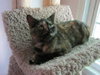 Iris - ADOPTED 01.15.12