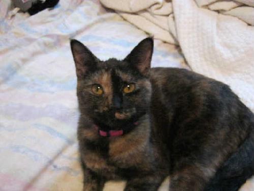 Iris - ADOPTED 01.15.12