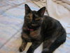 Iris - ADOPTED 01.15.12