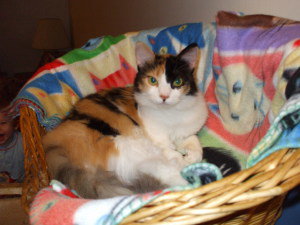 Muffin-adopted