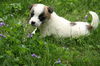 Jc Litter- Melrose - ADOPTED 05.27.11