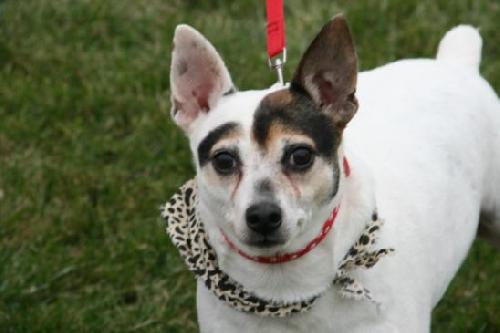 Dom-ADOPTED 12.02.12