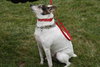 Dom-ADOPTED 12.02.12