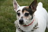 Dom-ADOPTED 12.02.12