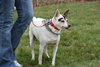 Dom-ADOPTED 12.02.12