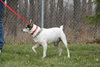 Dom-ADOPTED 12.02.12