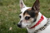 Dom-ADOPTED 12.02.12