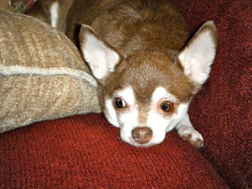 Mia - ADOPTED 07.04.11
