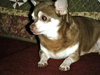 Mia - ADOPTED 07.04.11