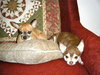 Mia - ADOPTED 07.04.11
