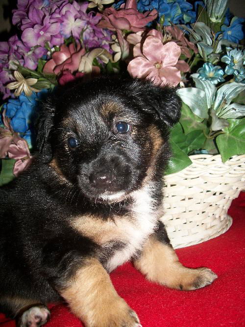 Lc Litter-Dahlia - ADOPTED 05.29.11