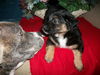 Lc Litter-Dahlia - ADOPTED 05.29.11