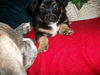 Lc Litter-Dahlia - ADOPTED 05.29.11