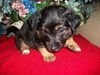 Lc Litter-Dahlia - ADOPTED 05.29.11