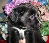 Lc Litter-Deoge-PENDING