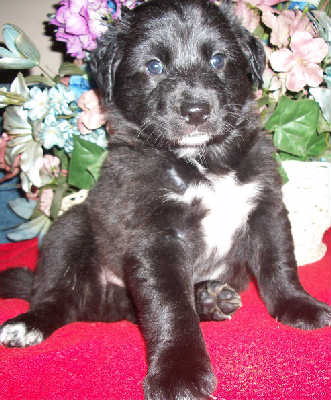 Lc Litter-Rhyno-PENDING