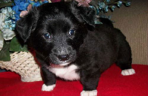 Lc Litter-Lillie - ADOPTED 05.30.11