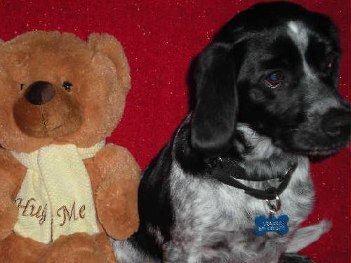 Riley - ADOPTED 06.11.11