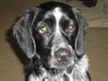 Riley - ADOPTED 06.11.11
