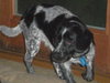 Riley - ADOPTED 06.11.11
